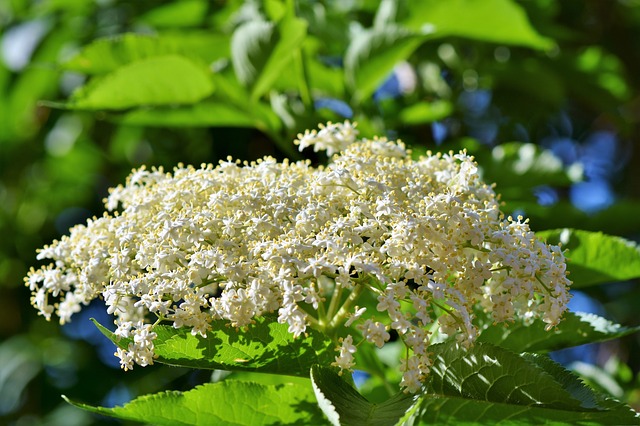 Les Bienfaits Du Sureau Sur L Organisme Blog Herbes Du Monde