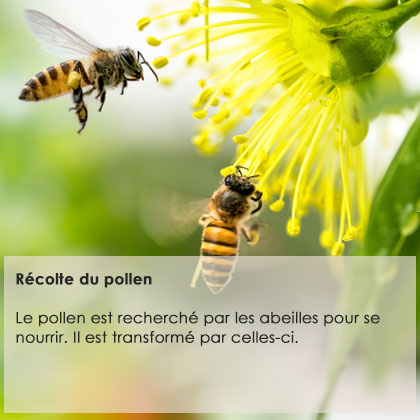Récolte du pollen  Le pollen est recherché par les abeilles pour se nourrir. Il est transformé par celles-ci. 
