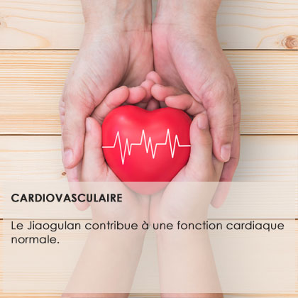 CARDIOVASCULAIRE  Le Jiaogulan contribue à une fonction cardiaque normale.